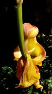 Image of Coryanthes speciosa Hook.