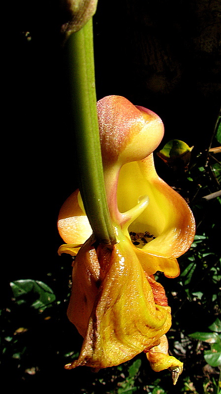 Image of Coryanthes speciosa Hook.
