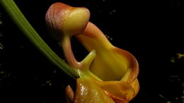 Image of Coryanthes speciosa Hook.