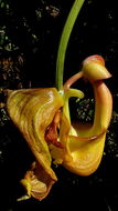 Image of Coryanthes speciosa Hook.
