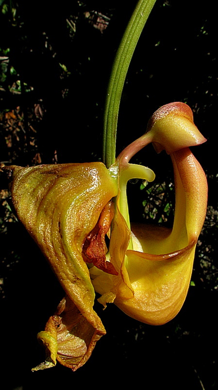 Image of Coryanthes speciosa Hook.