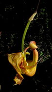 Image of Coryanthes speciosa Hook.