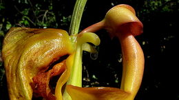 Image of Coryanthes speciosa Hook.