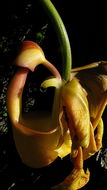Image of Coryanthes speciosa Hook.