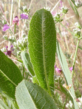 Image of prickly lettuce