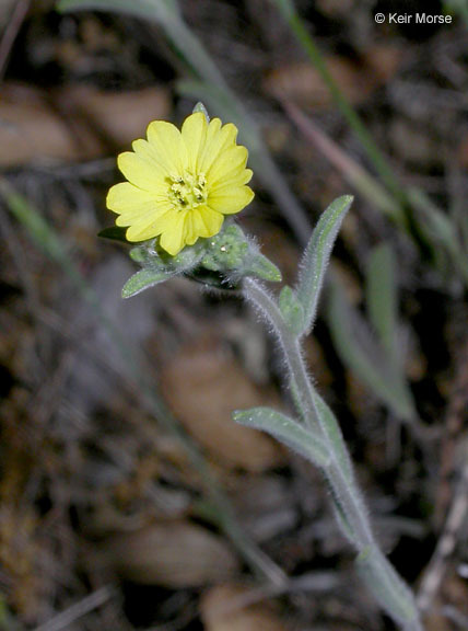 Image of branched lagophylla