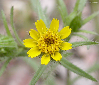 Image de Layia hieracioides (DC.) Hook. & Arn.