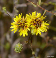 Plancia ëd Lessingia pectinata var. tenuipes (J. T. Howell) Markos