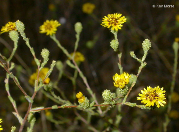 Plancia ëd Lessingia pectinata var. tenuipes (J. T. Howell) Markos