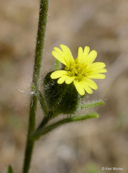 Image of grassy tarweed