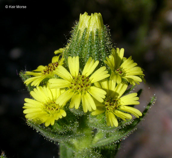 صورة Madia sativa Molina