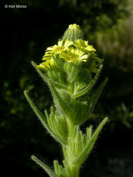 Imagem de Madia sativa Molina