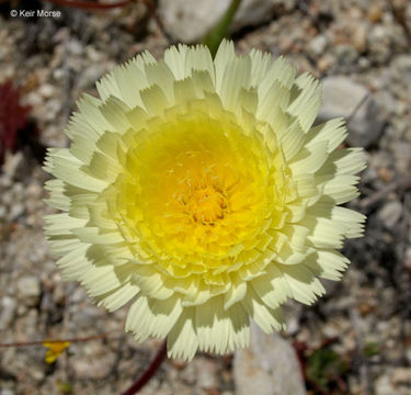 صورة Malacothrix californica DC.