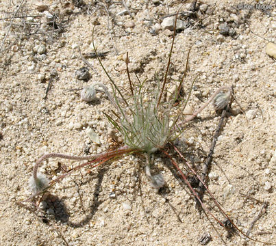 Image of California desertdandelion