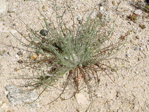 Image of California desertdandelion