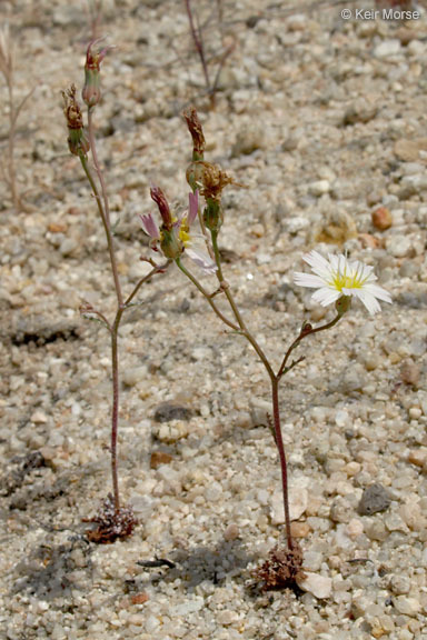 Image of woolly desertdandelion