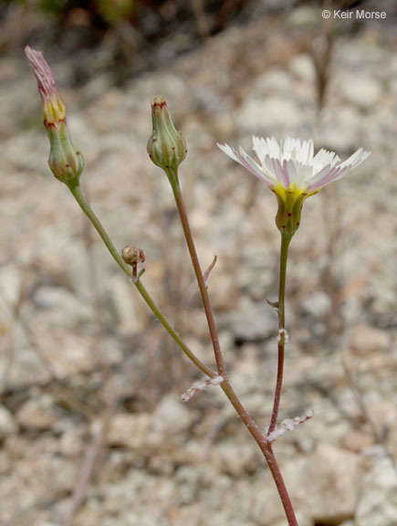 Image of woolly desertdandelion