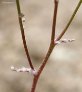 Image of woolly desertdandelion