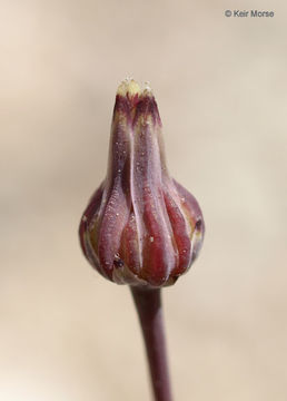 Image of woolly desertdandelion