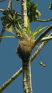 Image of Coryanthes speciosa Hook.