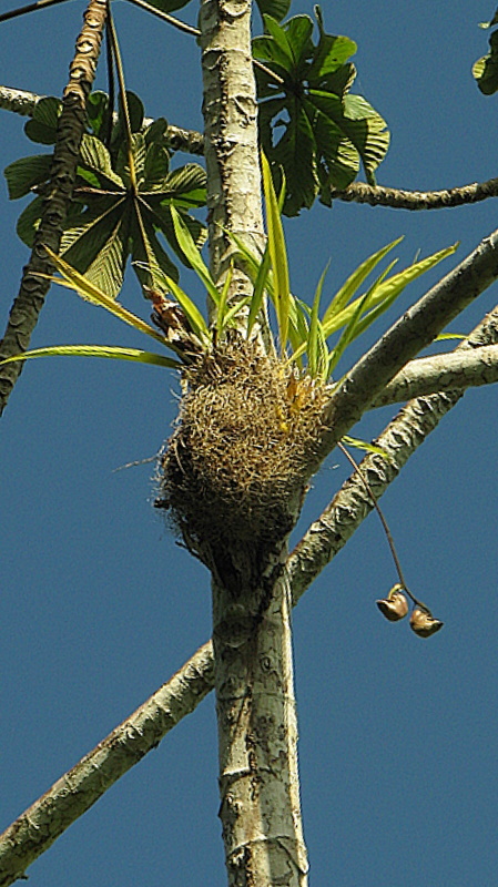 Image of Coryanthes speciosa Hook.