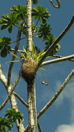 Image of Coryanthes speciosa Hook.