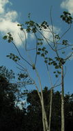Image of Coryanthes speciosa Hook.