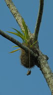 Image of Coryanthes speciosa Hook.