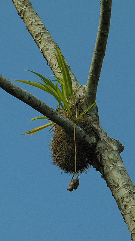 Image of Coryanthes speciosa Hook.