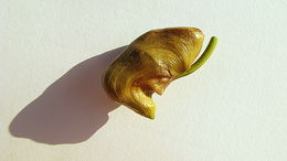 Image of Coryanthes speciosa Hook.