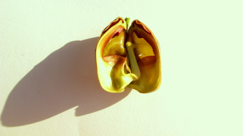 Image of Coryanthes speciosa Hook.
