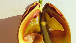 Image of Coryanthes speciosa Hook.