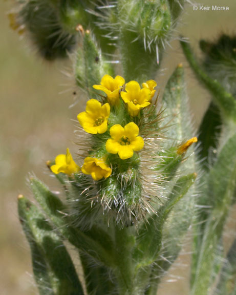 Amsinckia menziesii (Lehm.) A. Nels. Macbr. resmi