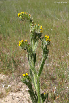 Image of Menzies' fiddleneck