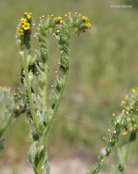 Image of Menzies' fiddleneck