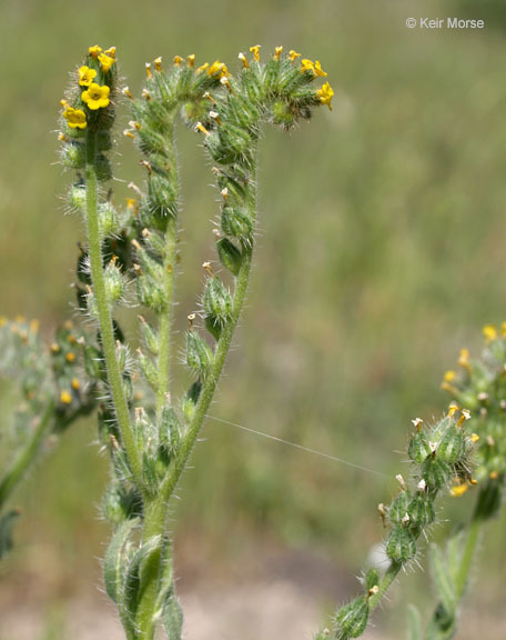 Amsinckia menziesii (Lehm.) A. Nels. Macbr. resmi