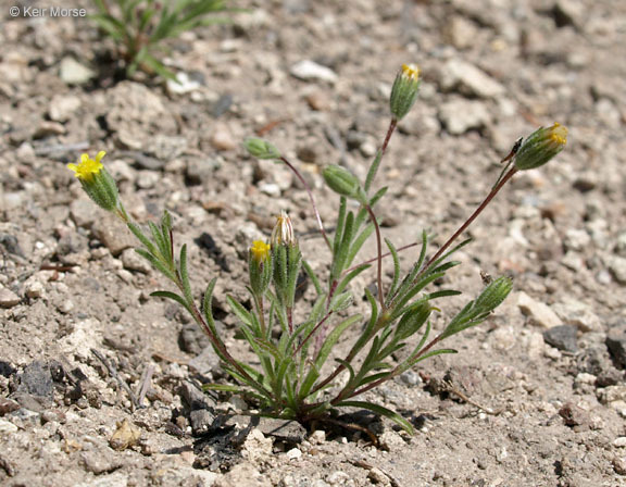 Imagem de Rigiopappus leptocladus A. Gray