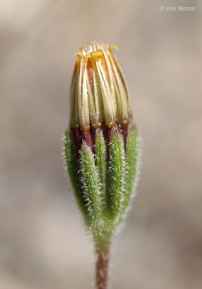 Image of wireweed