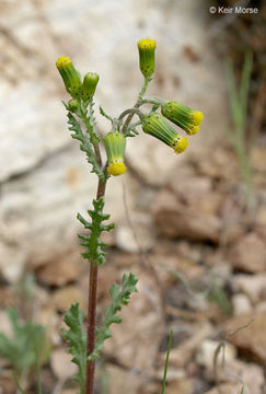 Image of groundsel