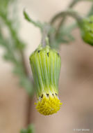 Image of groundsel