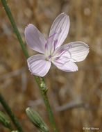 صورة Stephanomeria virgata subsp. pleurocarpa (Greene) Gottlieb