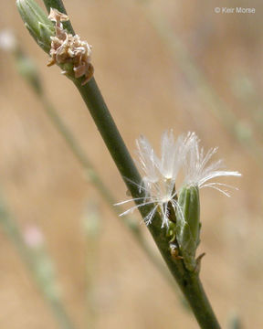 صورة Stephanomeria virgata subsp. pleurocarpa (Greene) Gottlieb