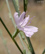 صورة Stephanomeria virgata subsp. pleurocarpa (Greene) Gottlieb