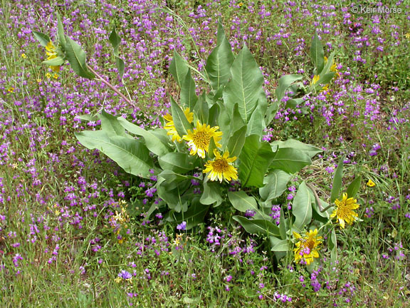 Image of whitehead mule-ears