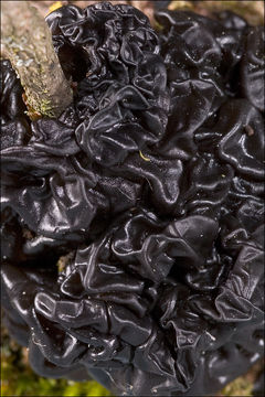 Image of Black Witches' Butter