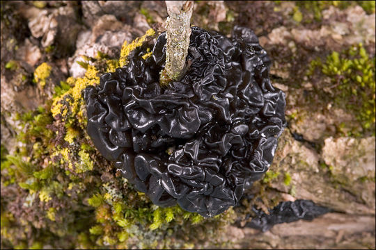 Image of Black Witches' Butter