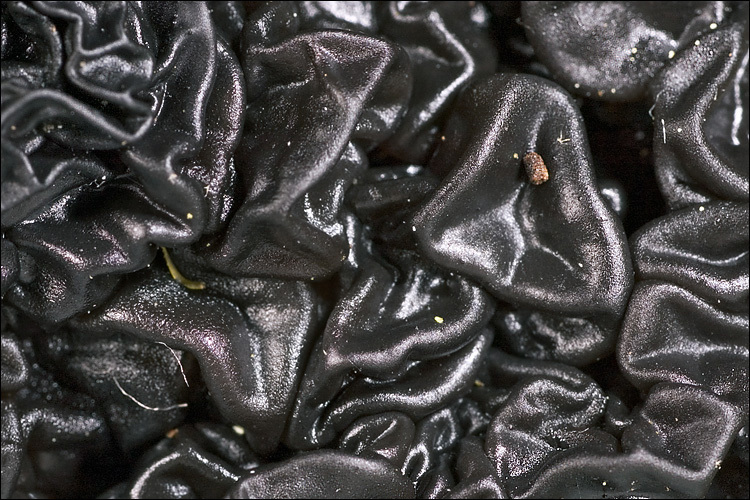 Image of Black Witches' Butter