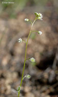 Image de Athysanus pusillus (Hook.) Greene