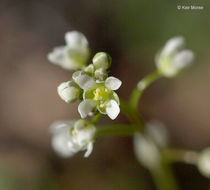 Image de Athysanus pusillus (Hook.) Greene