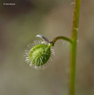 Image de Athysanus pusillus (Hook.) Greene